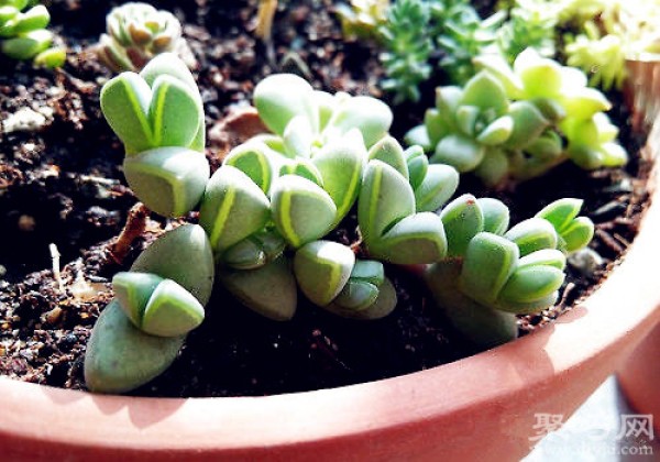 Methods of cultivating and propagating succulent jasper lotus