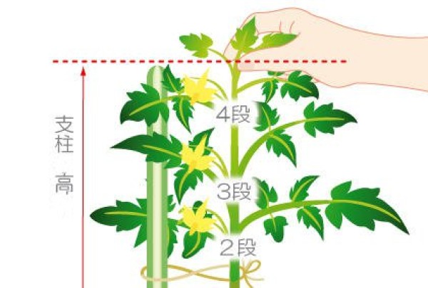 Daily management precautions during the growth period of tomatoes. How to care for growing tomatoes.