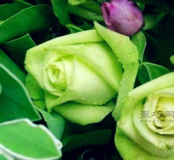 What is the meaning of green rose? What does green rose mean?