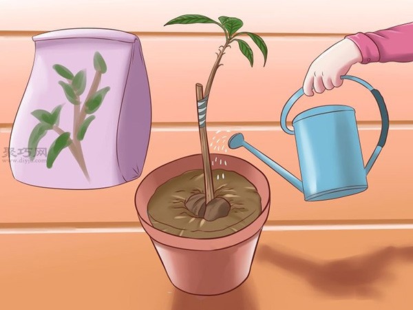 Steps to grow avocados How to grow avocados