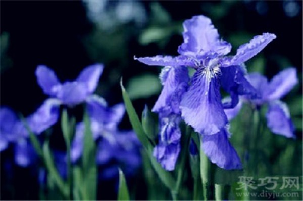 Birthday flower for May 28: Iris Flower Language of Iris