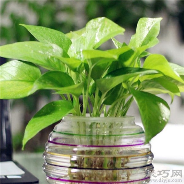 How to grow green radish in water? How to grow green radish in hydroponics