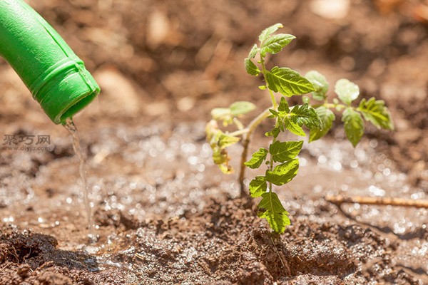 How to pick tomatoes What you must pay attention to when picking tomatoes