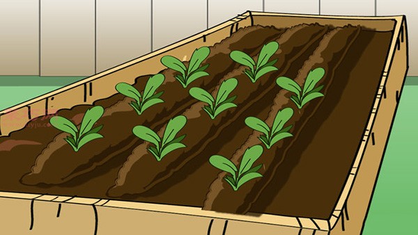 Growing Carrots Illustrated Tutorial How to Grow Carrots