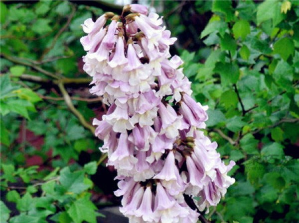 Symbolism of the sycamore flower Symbolic meaning of the sycamore flower