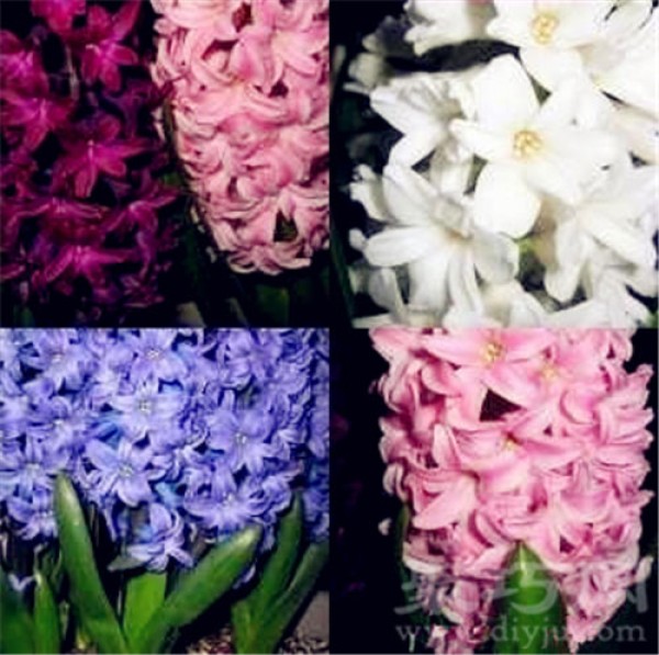 Birthday flower for November 8th: Hyacinth Hyacinth flower language