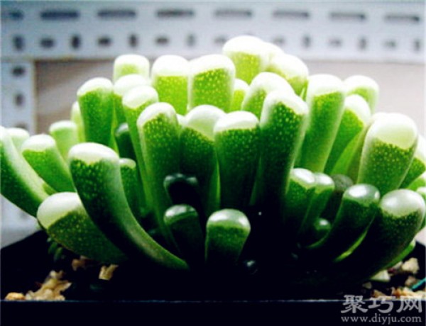 How to raise Isuzu Jade. How to breed succulent Isuzu Jade.