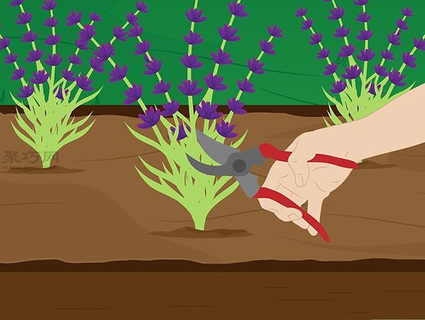 How to care for lavender. See the tutorial on growing lavender.