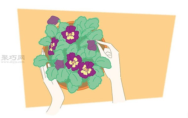 How to grow pansies. Teach you how to grow pansies.