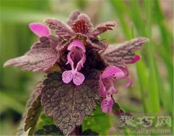 Birthday flower for January 29: Amaranthus amaranth Amaranth flower language