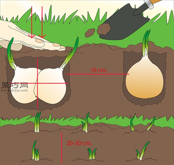 How to grow onions on the family balcony Precautions for growing onions