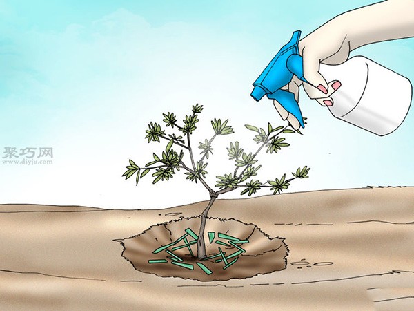 Illustrated Tutorial on Planting Rhododendrons How to Plant Rhododendrons