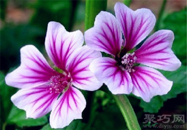 Birthday flower for September 17th: Mallow, Mallow flower language