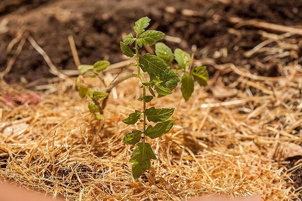 Illustrated tutorial on growing tomatoes How to grow tomatoes