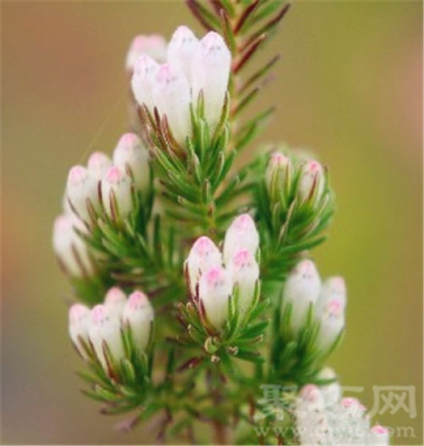 Birthday flower for December 12th: Heather Heather flower language