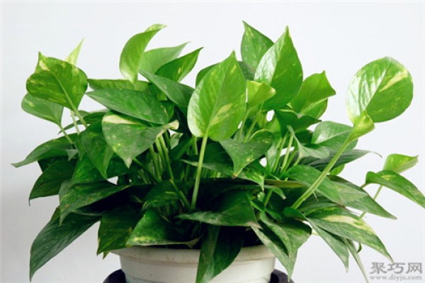 Are pothos poisonous? Can pothos be grown in the bedroom?