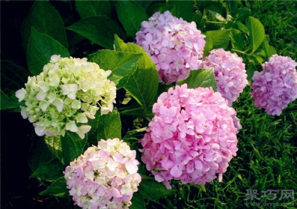 Birthday flower for January 1st: Hydrangea Flower Language of Hydrangea