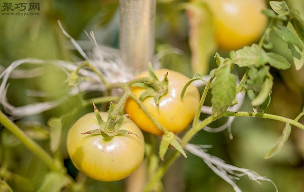 How to pick tomatoes What you must pay attention to when picking tomatoes