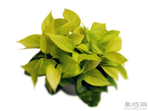 What types of pothos are there? Complete pictures of common green radish varieties