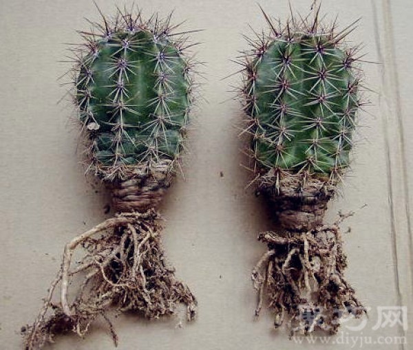 Can cactus be grown in water? How to grow hydroponic cactus