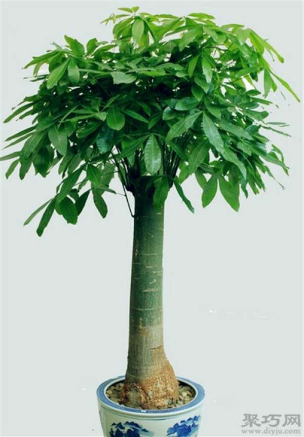 How to transplant a money tree? Things to note when repotting a money tree