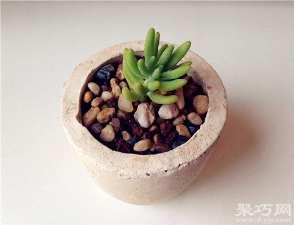 How to breed and propagate the succulent plant Yachiyo