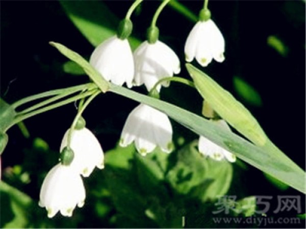 Birthday flower for April 20: Snowflake Lotus Snowflake Lotus Flower Language