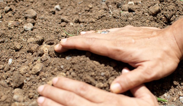 How to grow potatoes at home Potato cultivation techniques