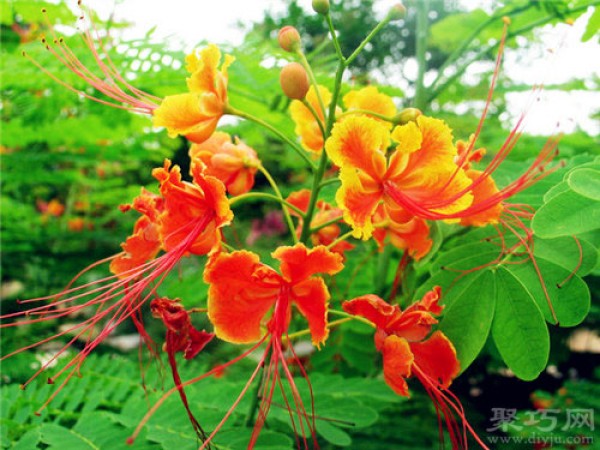 Birthday flower for May 6th: Goldilocks Buttercup flower language