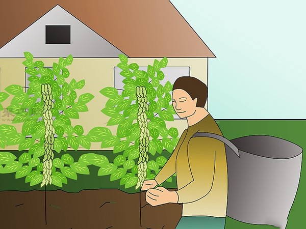 Techniques for planting soybeans How to grow soybeans in the garden