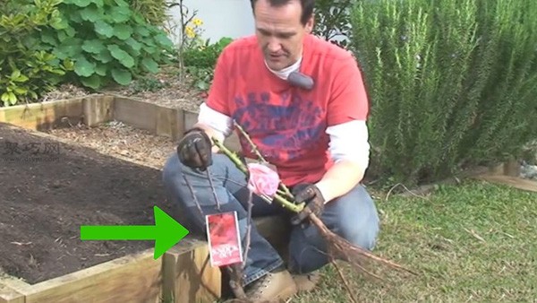 Growing roses tutorial How to grow roses