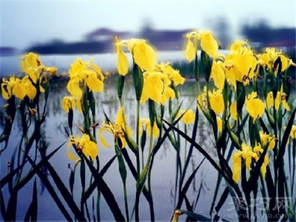 Birthday flower for June 10th: Yellow Iris Yellow Iris flower language