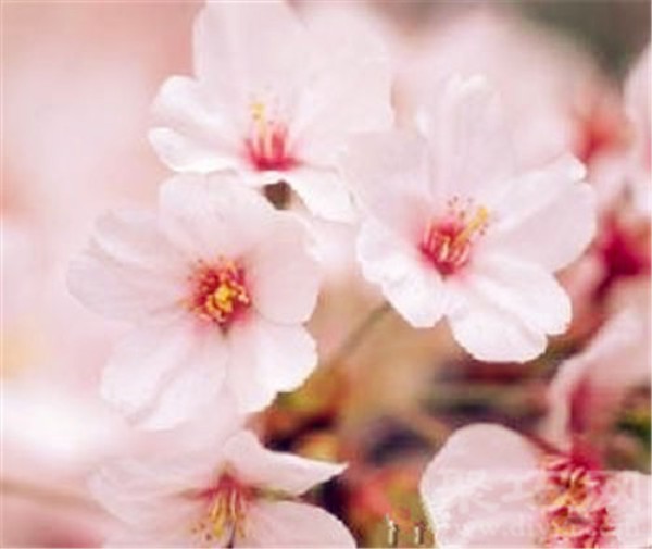 Birthday flower for November 5th: Winter Cherry Blossoms Winter Cherry Blossoms Flower Language