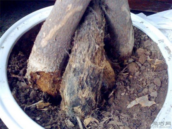 Is it still possible to save a money tree whose roots are soft and watery?