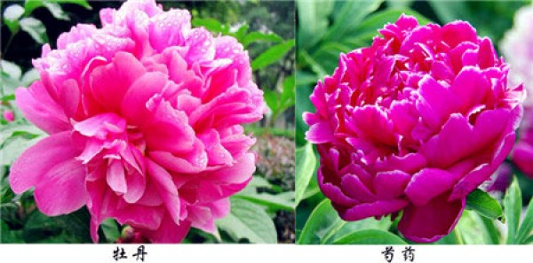 The difference between peony and peony. The difference between peony and peony in eight aspects.