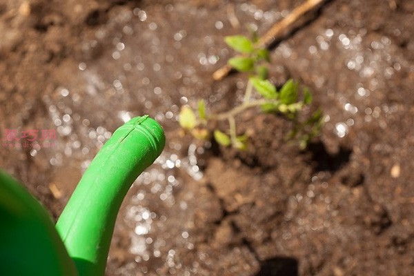 Illustrated tutorial on growing tomatoes How to grow tomatoes