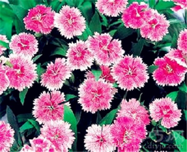 May 1 birthday flower: red dianthus red dianthus flower language