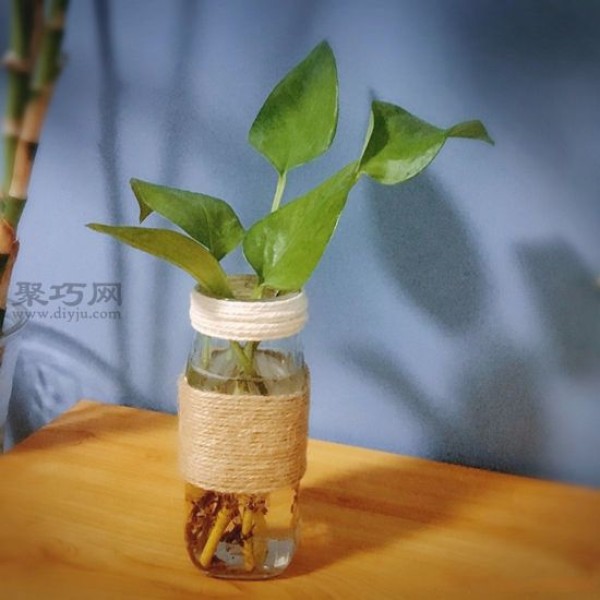 How to recycle glass bottle waste into hydroponic vases with fresh green plants