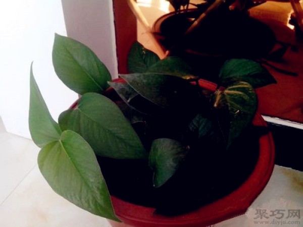 Can pothos grown in water be transformed into soil culture? Green radish transplantation method