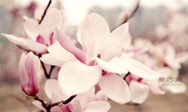 What is the meaning of magnolia flower? What is the flower language of magnolia?