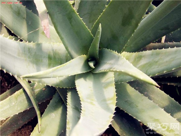 Cultivation methods and propagation methods of the succulent plant Chinese Aloe