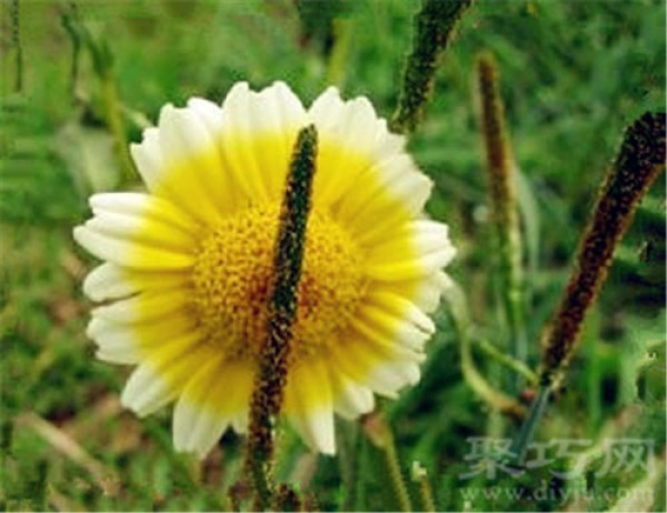 Birthday flower for July 18th: Spring chrysanthemum Spring chrysanthemum flower language