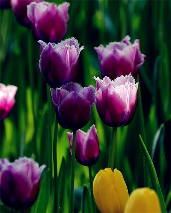 What is the language of tulips? What do purple tulips mean?