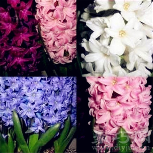 Birthday flower for November 12th: Hyacinth Hyacinth flower language