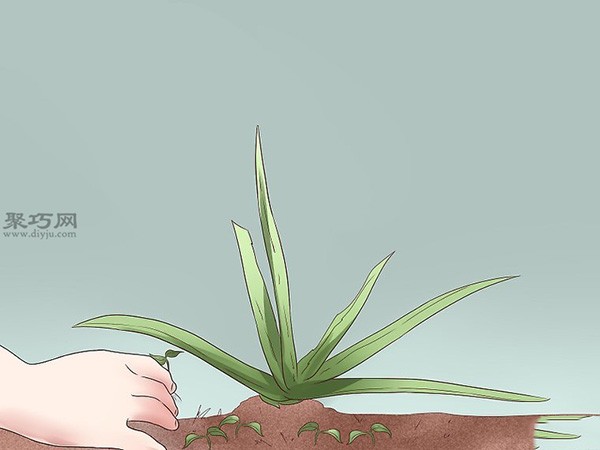 How to take care of aloe vera daily. Illustrated tutorial on growing aloe vera.