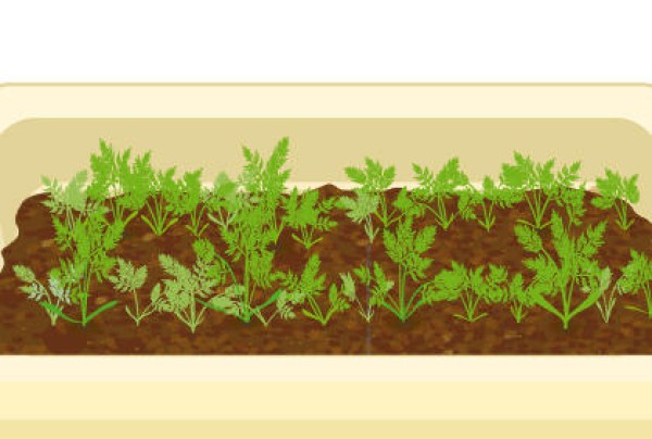 How to grow carrots in pots on the balcony Tips on growing carrot seedlings and thinning