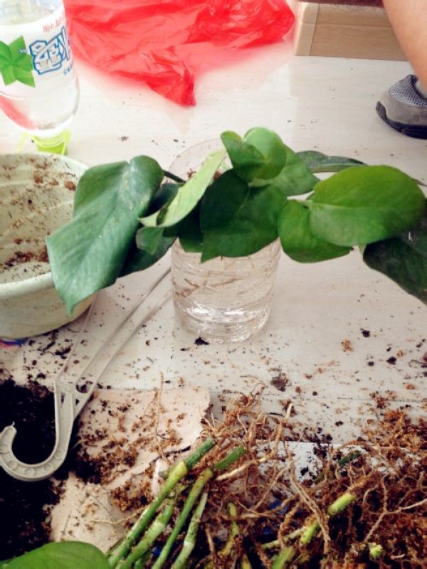 Can pothos absorb formaldehyde? How to use pothos to quickly remove formaldehyde from a new house