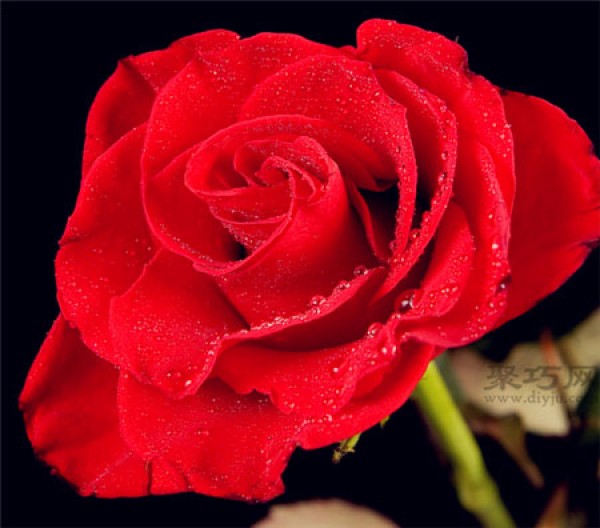 What does it mean to give roses on Valentines Day? How many roses should you give on Valentines Day?