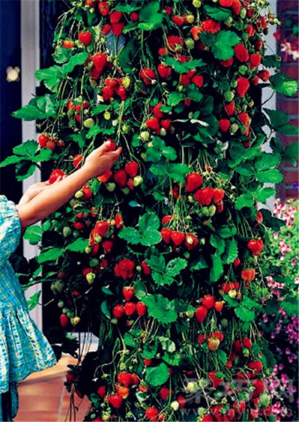 Birthday flower for November 4th: Strawberry tree Strawberry tree flower language