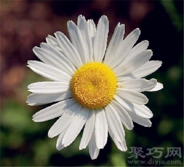 Birthday flower for June 11: French chrysanthemum French chrysanthemum flower language